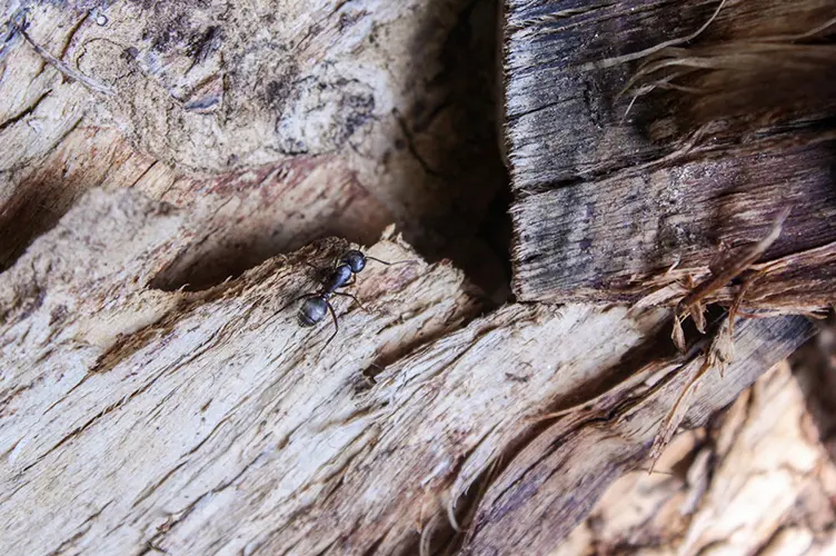 A black ant crawling along a wood beam.