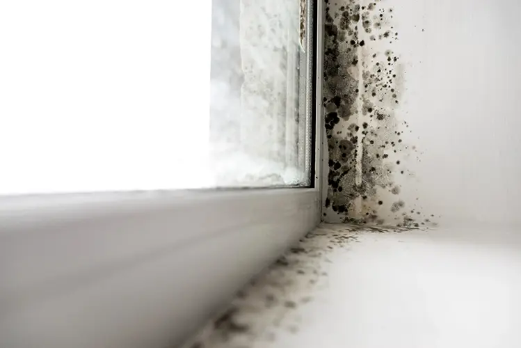 A window seal with mold all around the surrounding wall and trim.