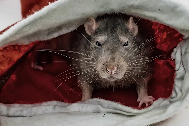 A rat inside of a Santa hat.