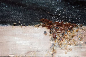 A nest of bed bugs under a mattress along the wood support of a box spring.
