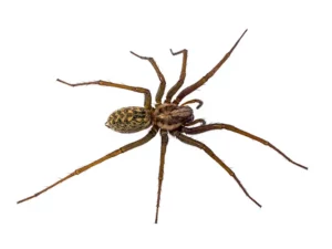A brown recluse spider on white background.