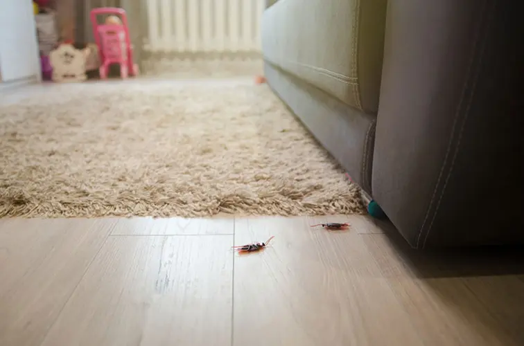 Two cockroaches on the floor of a living room at the base of a couch.