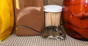 A mouse inside a cabinet crawling along glass canisters of food.
