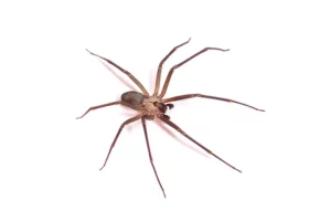 A large spider on a white background.