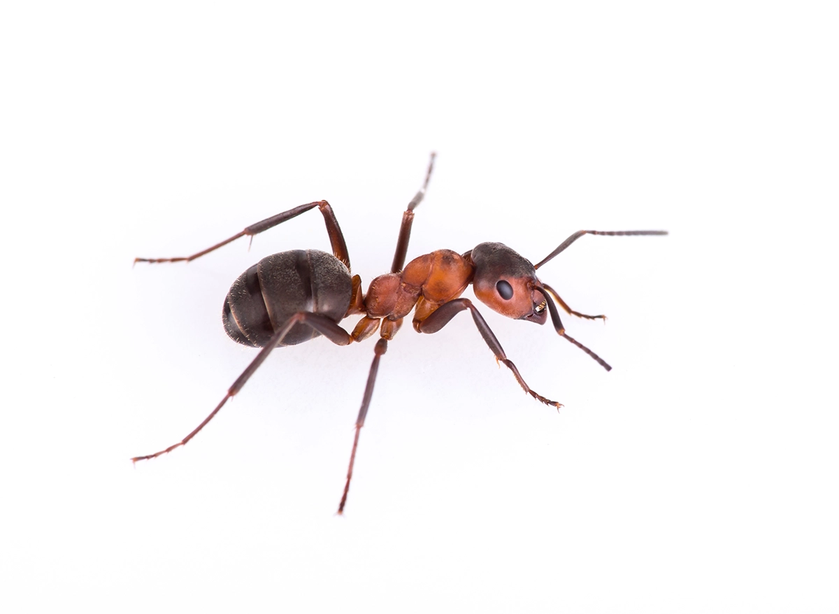 A carpenter ant on a white background.