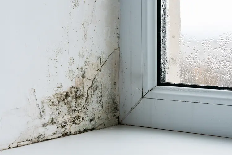 A closeup of a window corner with black mold seeping in along the wall.