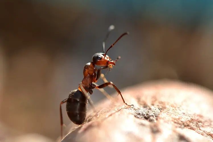 A carpenter ant on a bolder.