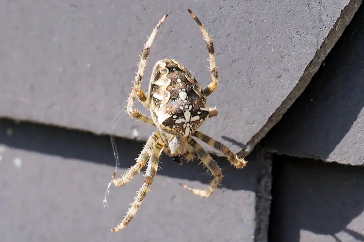 Large house spider on the side of a building.