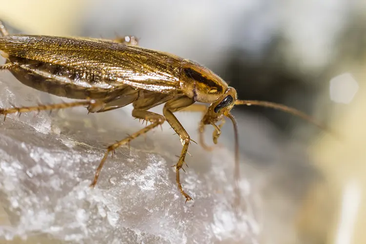 Closeup of a cockroach.