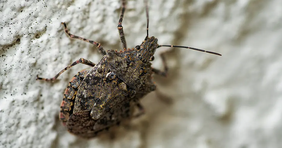 A stink bug climbing a wall.