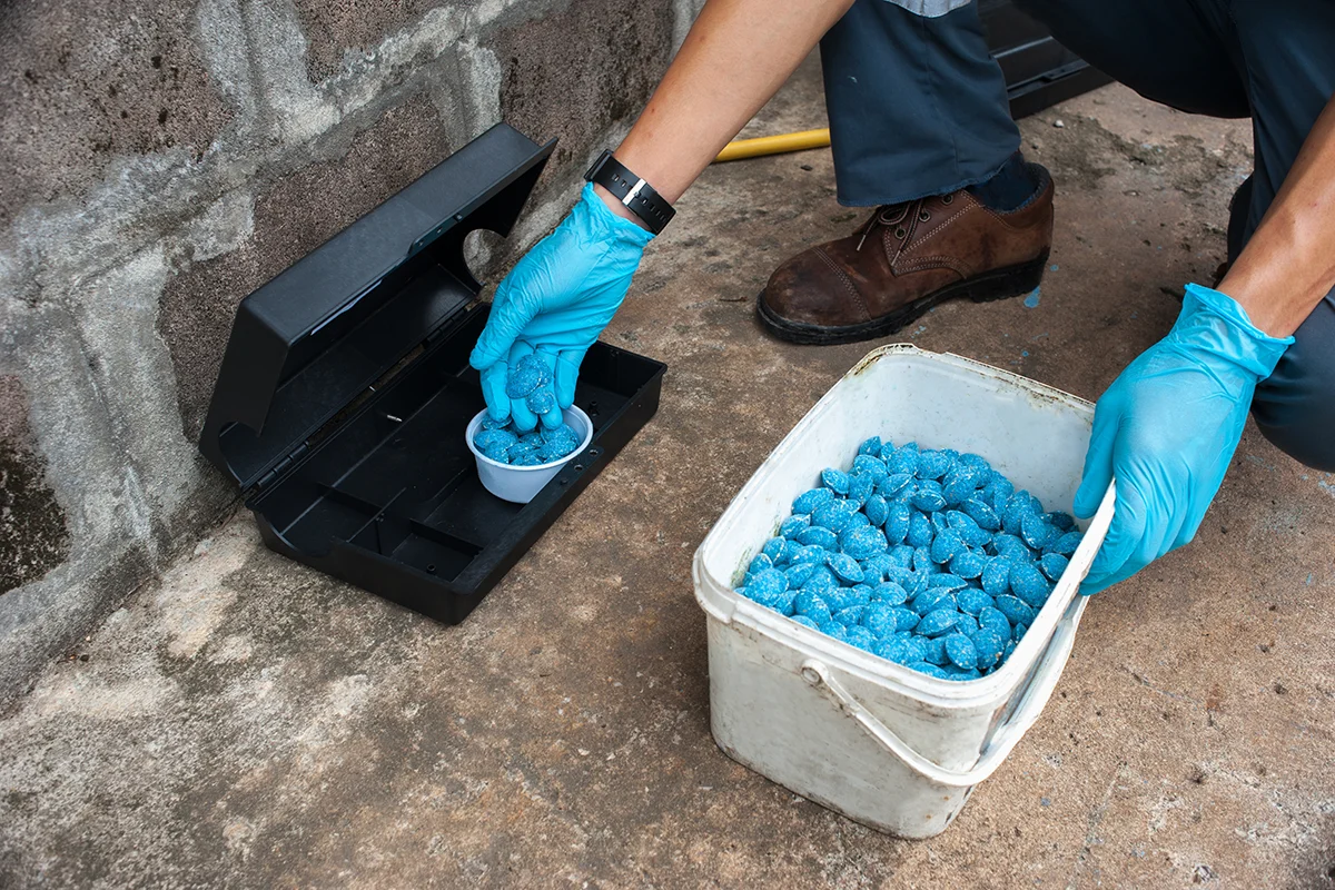 Pest technician adds bait to a rodent bait trap.