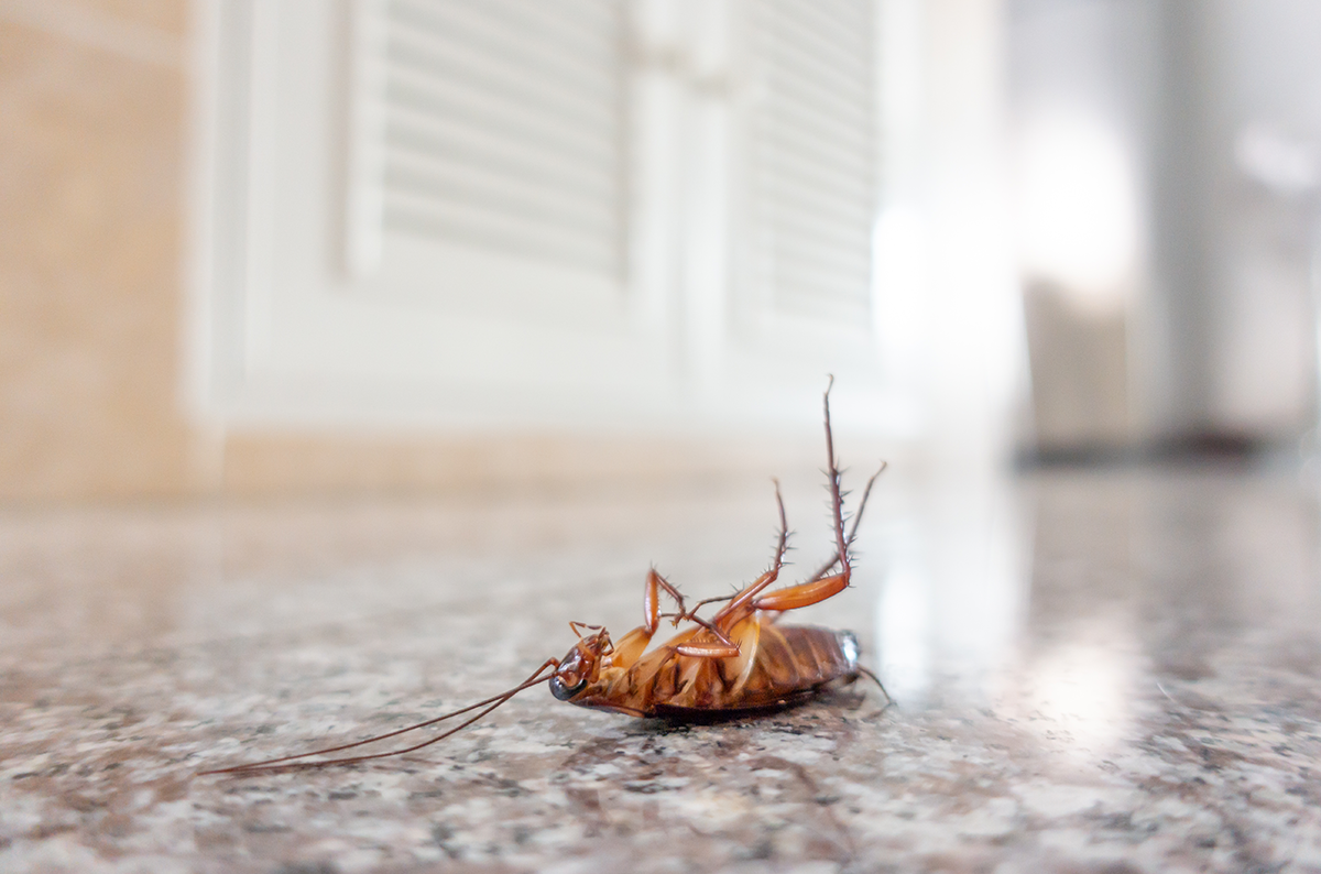 Dead cockroach lying on its back on an indoor floor, indicating a pest control or infestation issue.