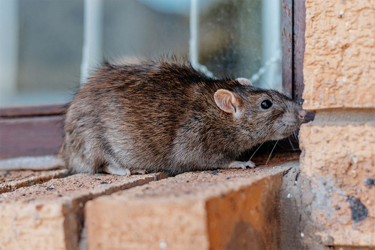 Brown rat close-up climbing along a brick wall near a window.