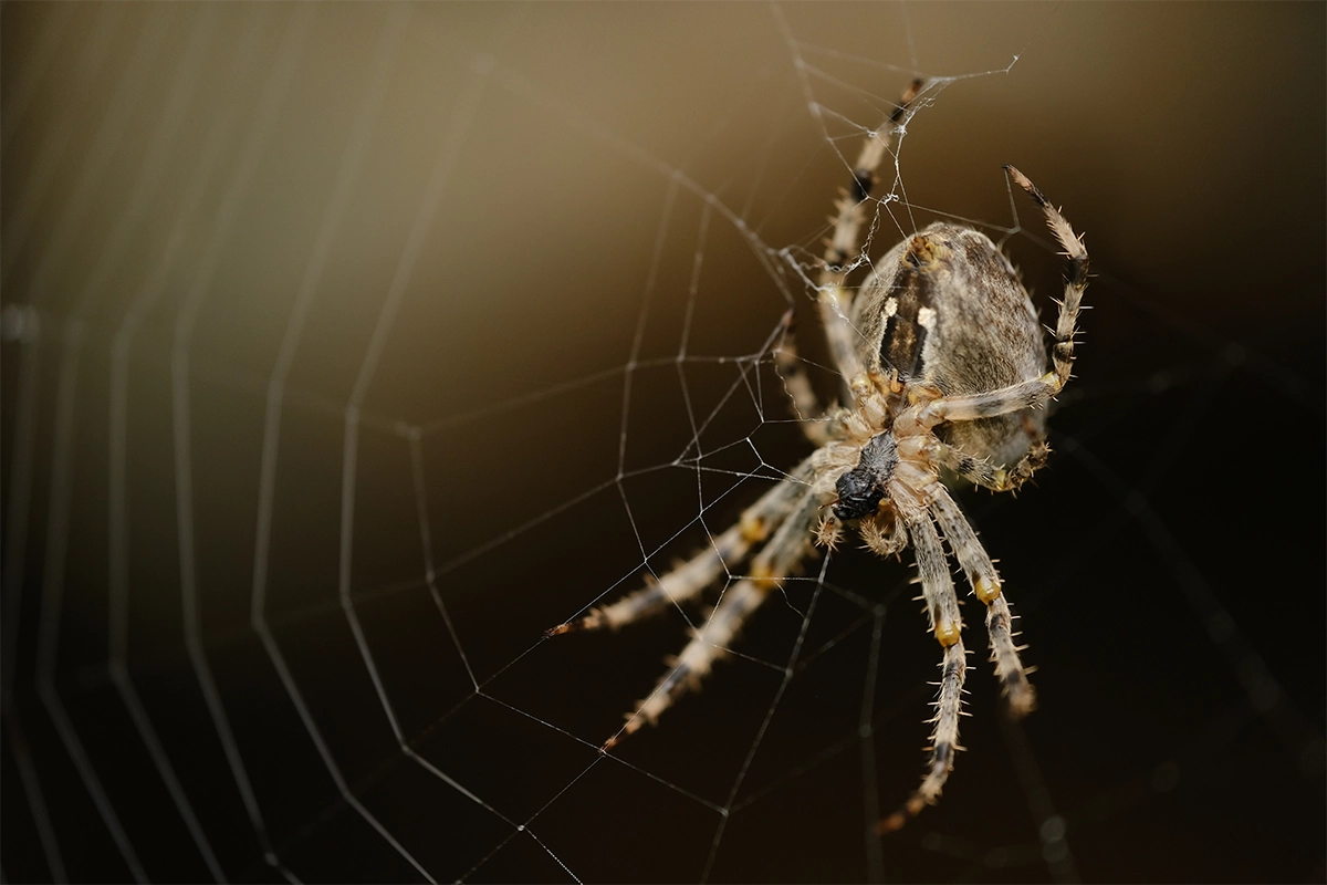 Close-up of a spider sitting in the center of its web with detailed view of legs and body.