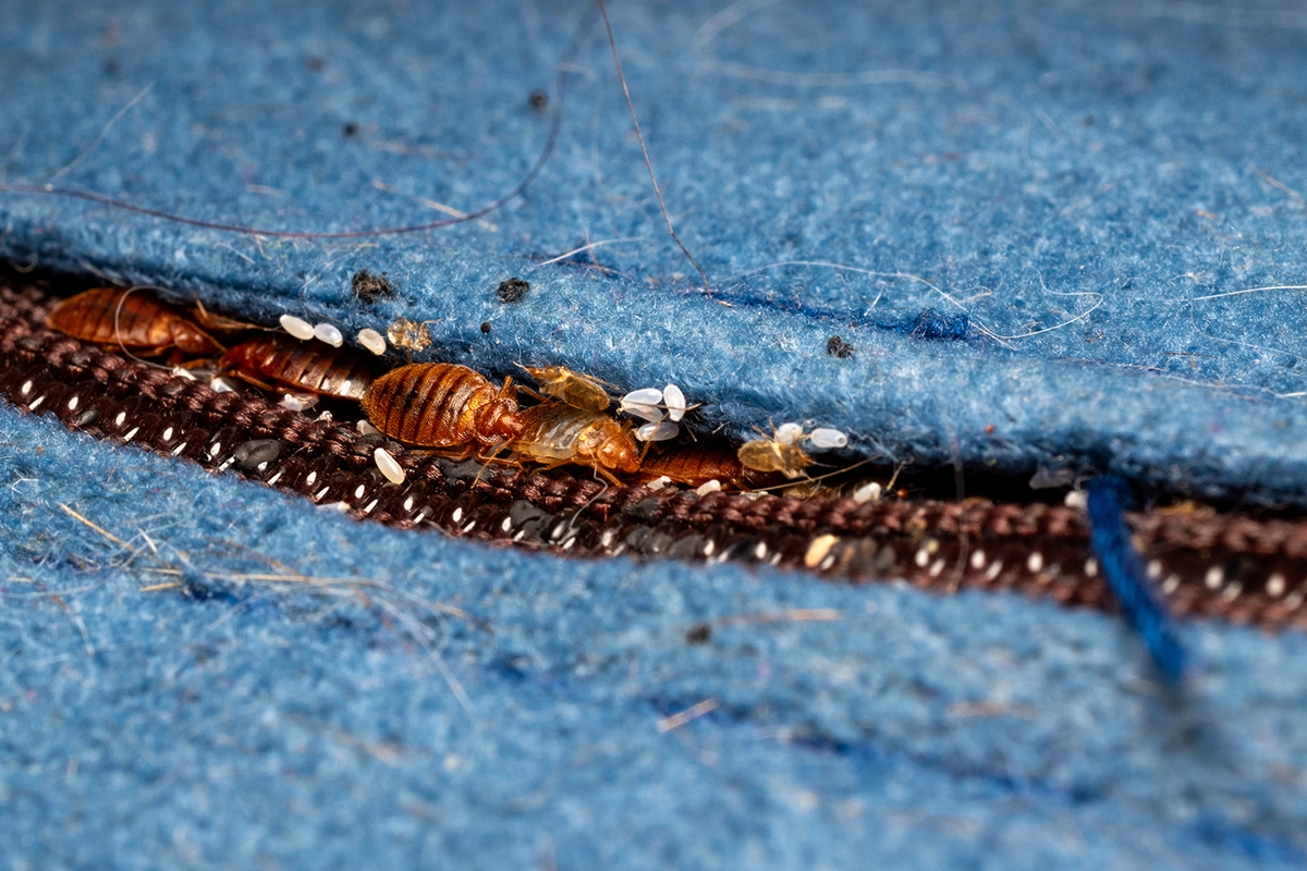 Close-up of bed bugs and eggs hiding in a fabric seam, illustrating a bed bug infestation in upholstery.