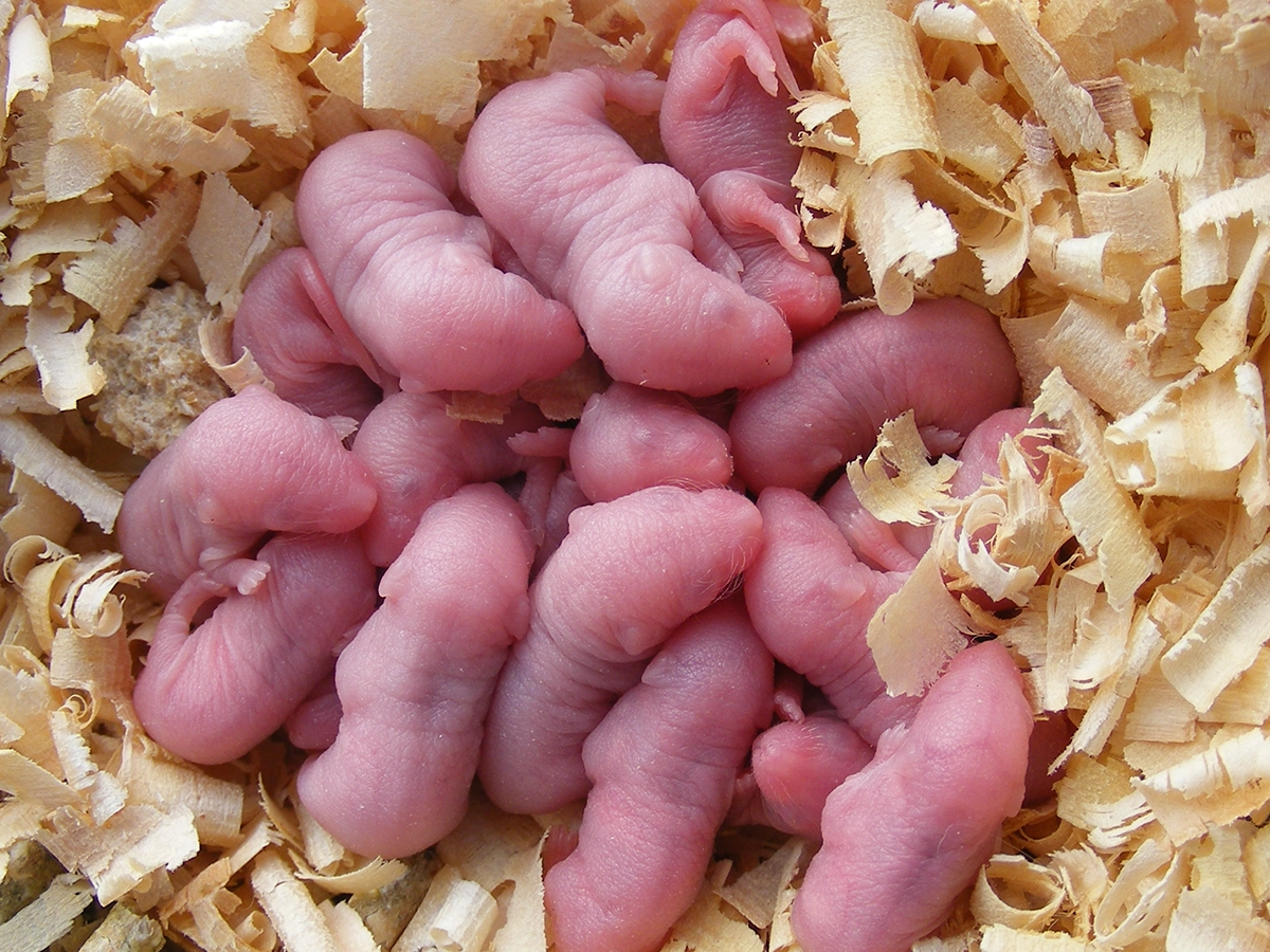Close-up of a litter of newborn pink baby mice resting in wood shavings, representing rodent reproduction and infestation risks.