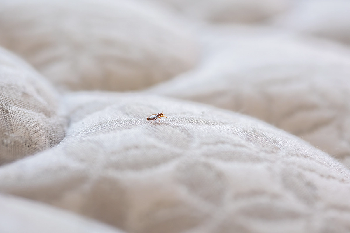 Close up of a small insect crawling on a light colored mattress surface.