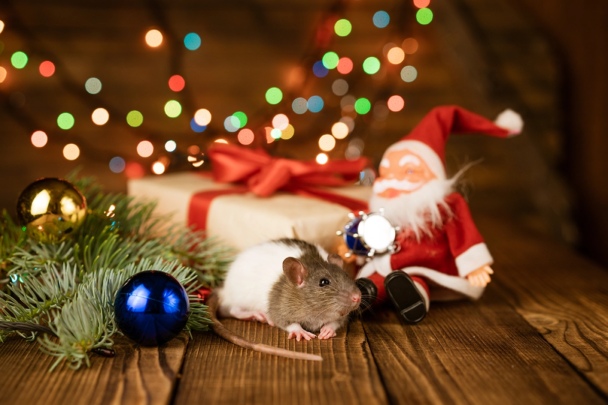 Rat sitting among Christmas decorations including ornaments, greenery, and wrapped gifts with festive lights in the background.