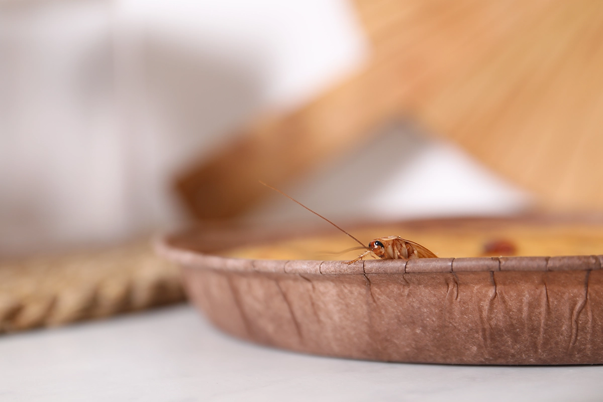 Close up of a cockroach perched on the edge of a pie on a kitchen counter.
