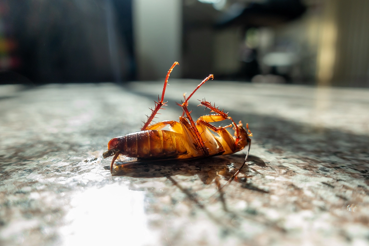 Close up of a dead cockroach lying on its back on a hard floor with sunlight shining across the surface.