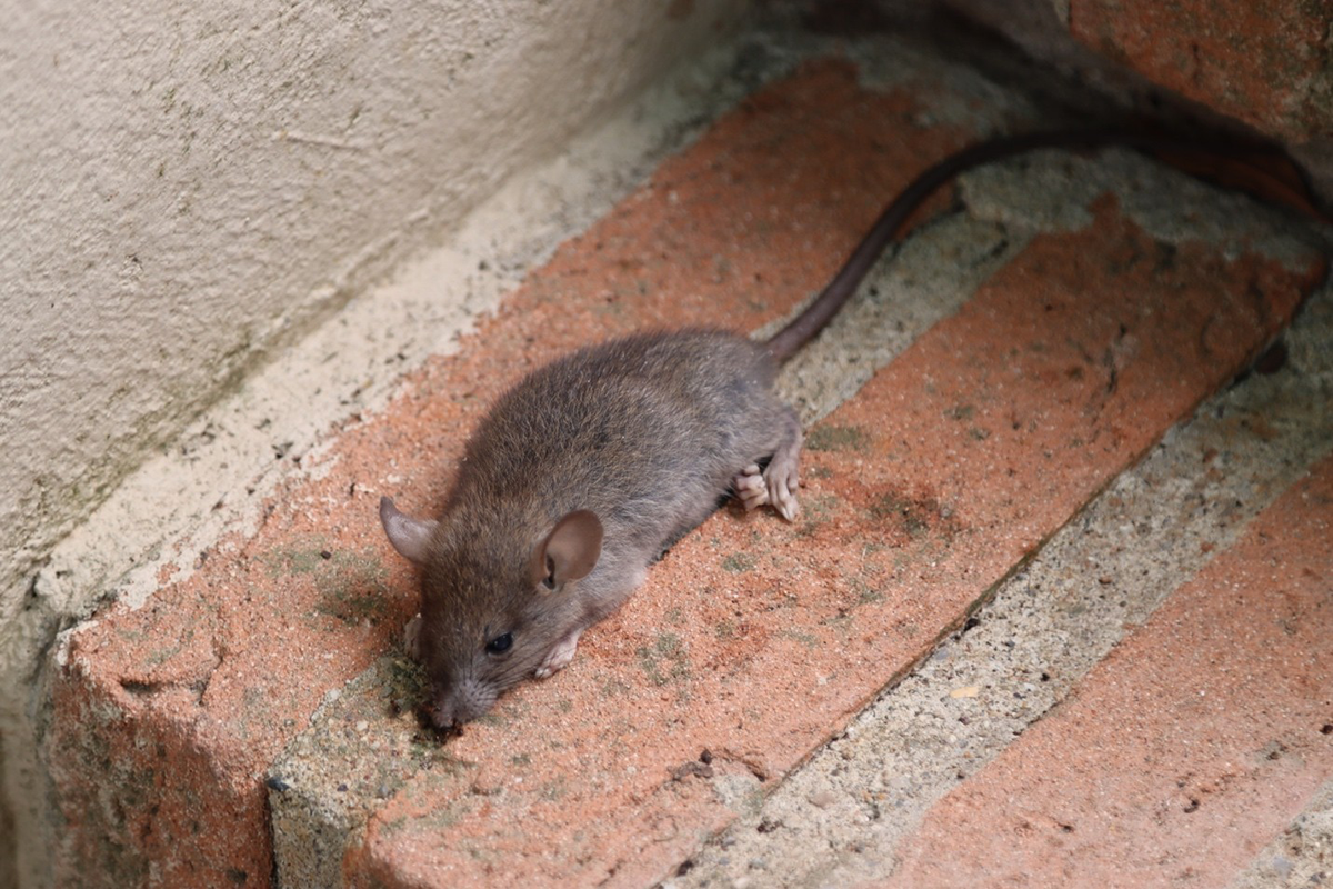 Small mouse on a brick step near a building wall, indicating rodent activity close to a structure.
