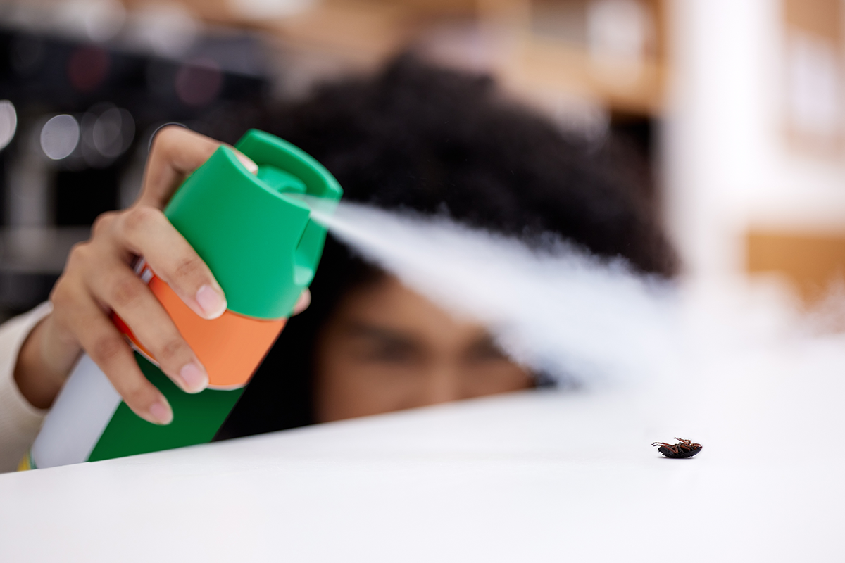 Person spraying a cockroach with a household insect spray, representing do it yourself pest control attempts.
