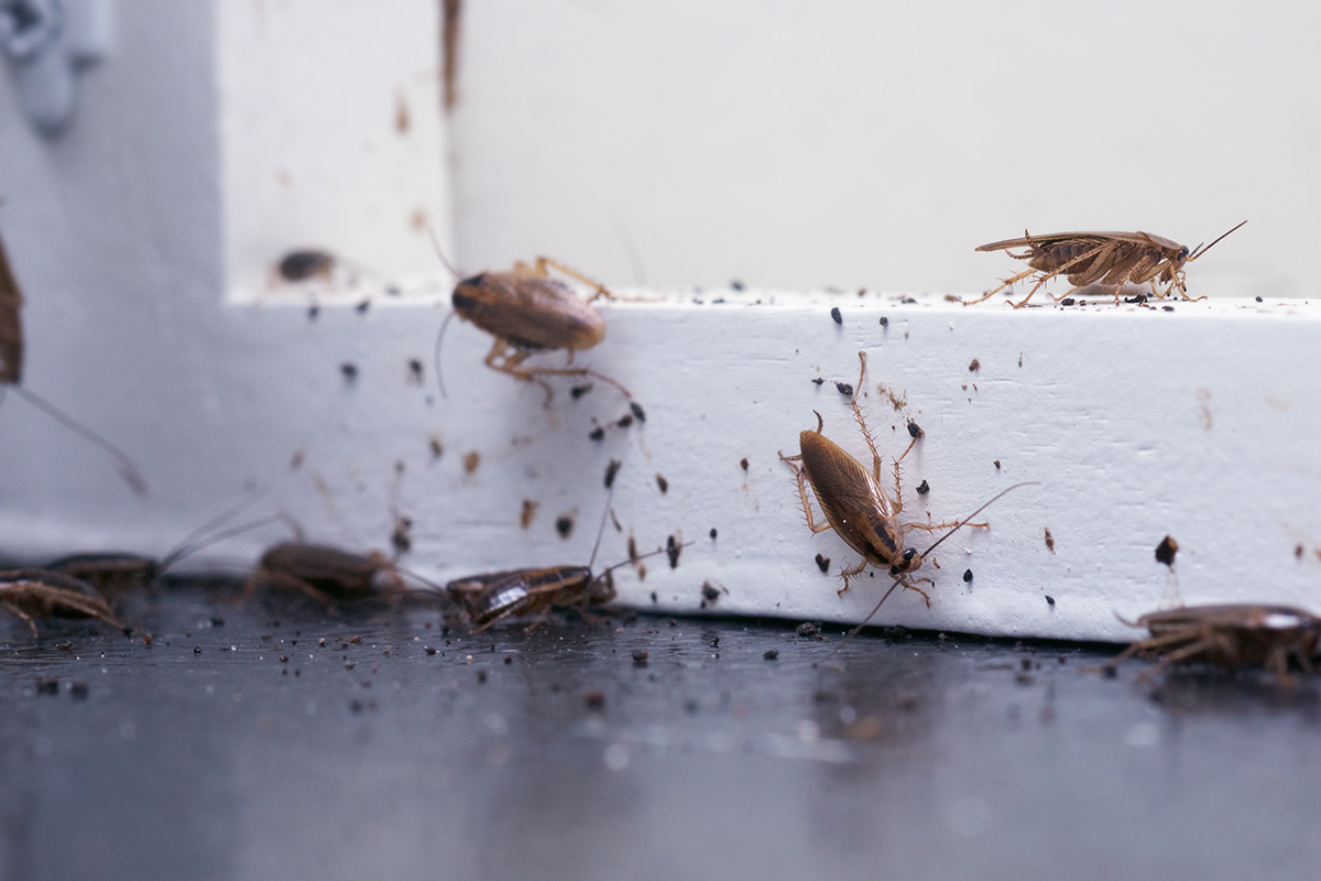 German cockroaches gathered along a baseboard with visible droppings, indicating an active indoor infestation.
