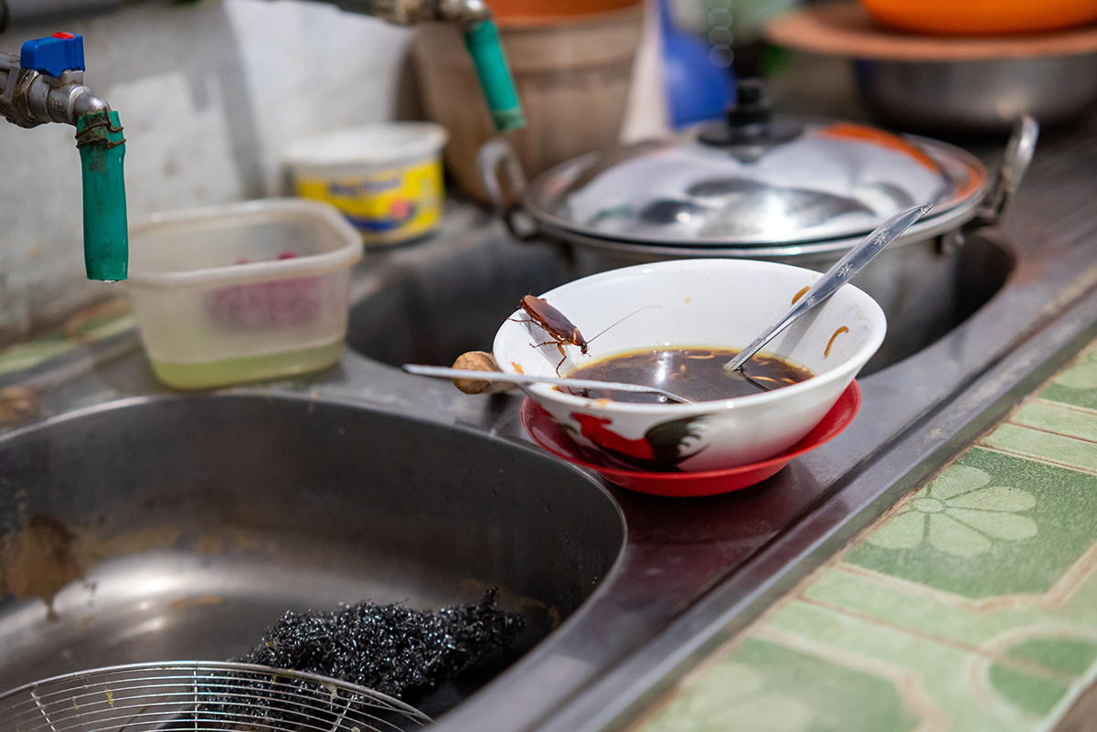 Cockroach crawling on a dirty kitchen sink near leftover food and dishes, showing unsanitary conditions that attract pests.