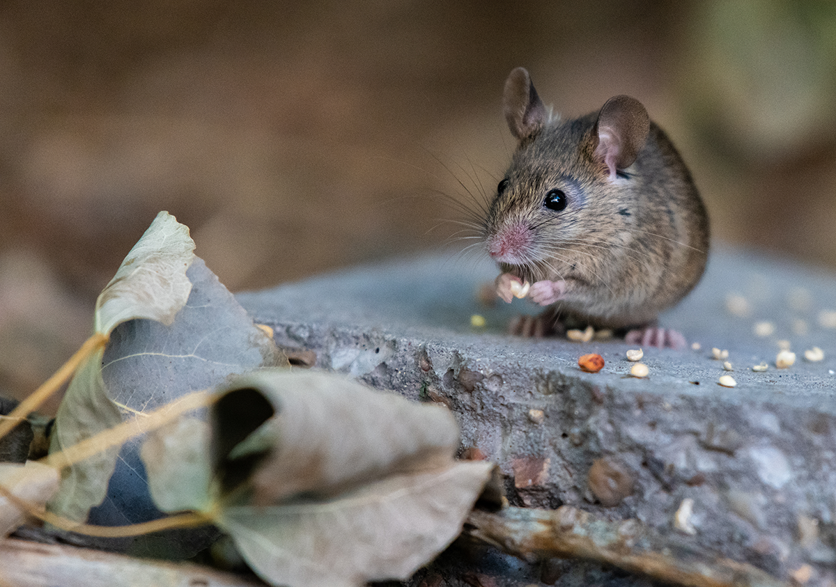 Small house mouse eating bird seed on stone surface with dry leaves nearby