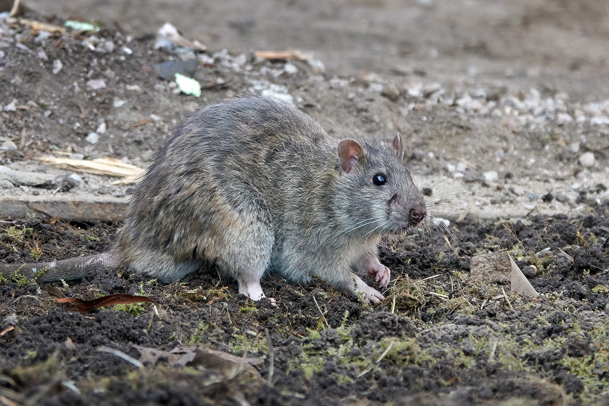 Brown Norway rat standing on dirt ground outdoors with visible whiskers and tail