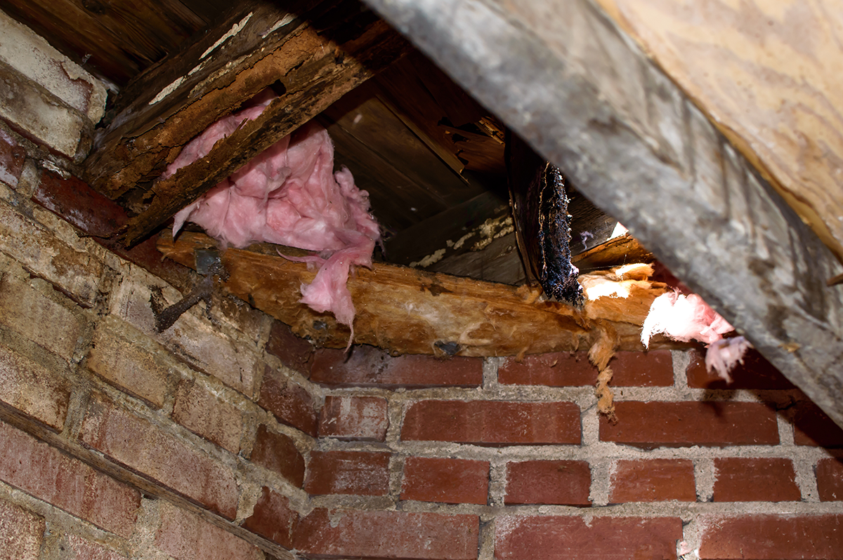 Attic ceiling with water damage, exposed insulation, and signs of rodent infestation and decay