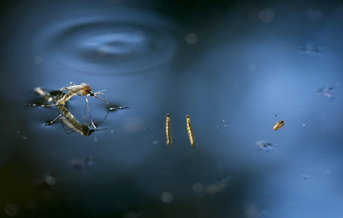 Mosquito larvae and adult emerging from stagnant water, a common breeding site for mosquitoes