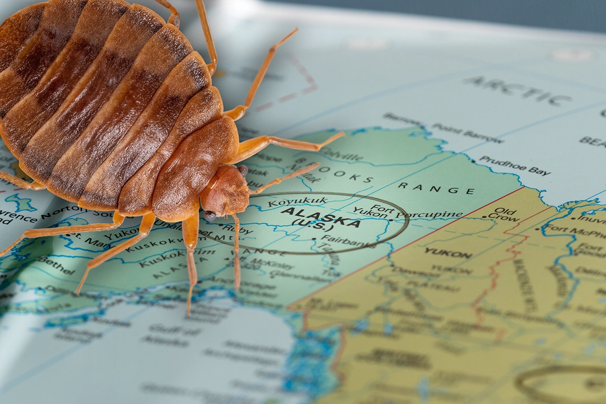 Bed bug positioned on a map of Alaska, representing the spread of infestations in the region