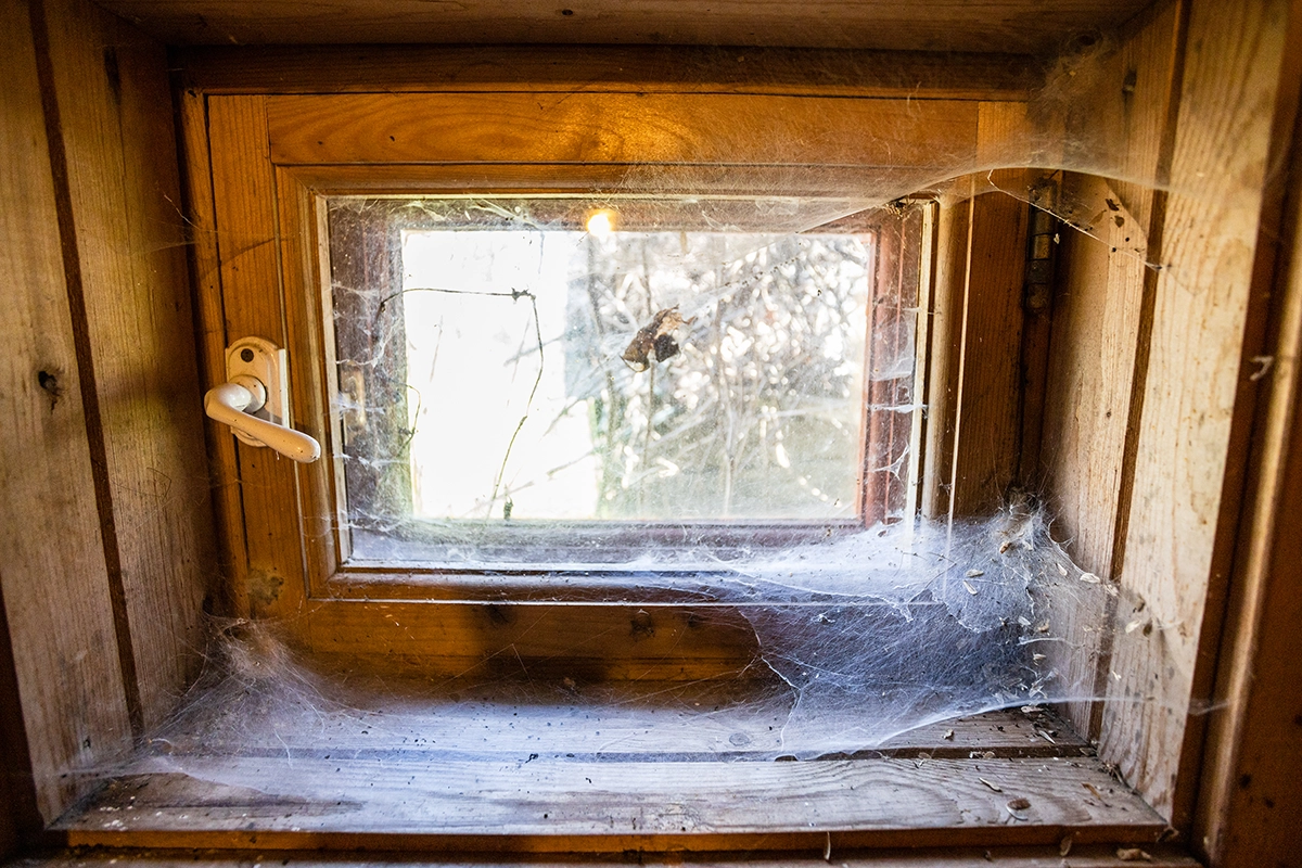 Basement window covered in thick spider webs, indicating long-term pest activity indoors