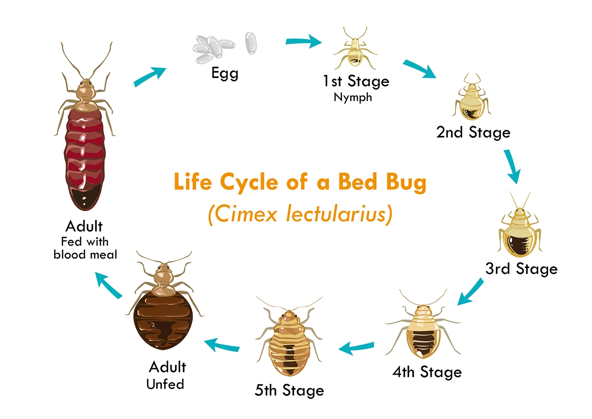 Illustration of the bed bug life cycle from egg to adult, including nymph stages and feeding cycle