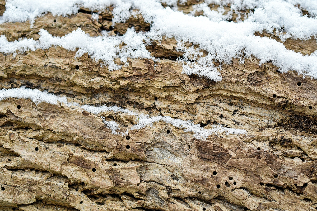 Tree bark with visible ant holes and damage, often caused by carpenter ants nesting in wood