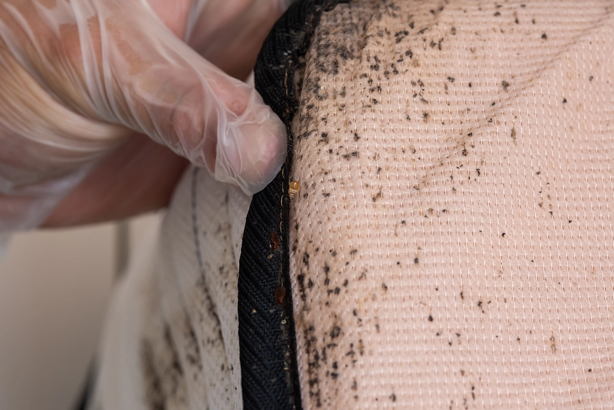 Close-up of mattress seam with visible bed bugs and dark spotting, indicating active infestation