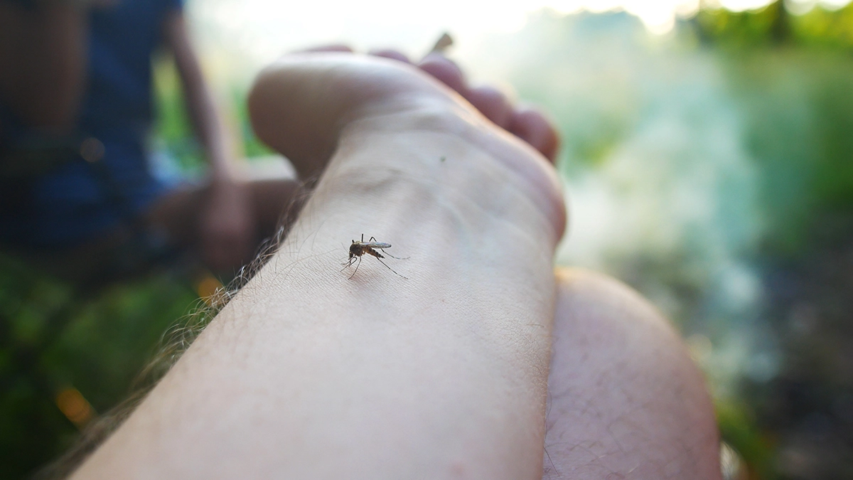 Mosquito feeding on human skin, highlighting risk of bites and irritation outdoors