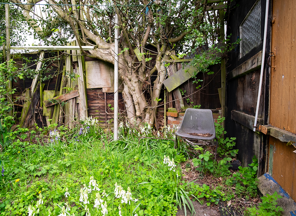 Overgrown backyard with dense vegetation, broken fencing, and debris creating ideal hiding spots for pests