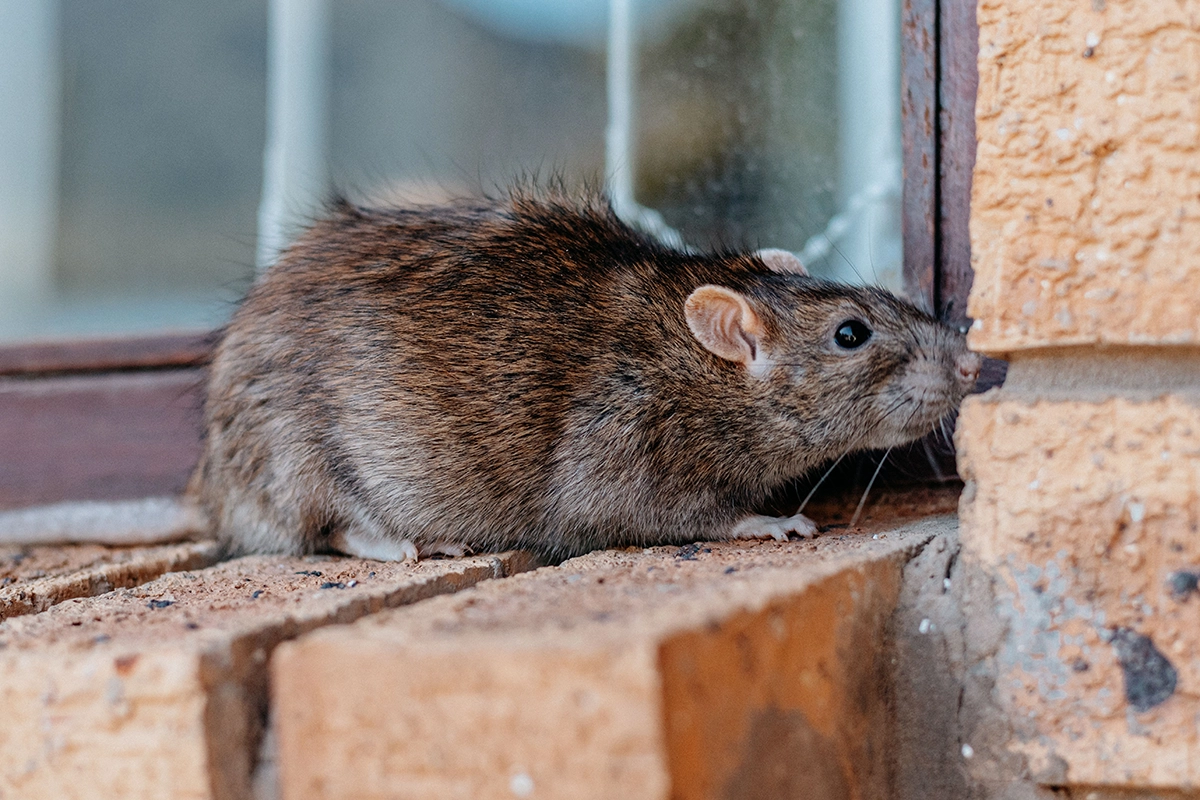 Rat on exterior window ledge, showing how rodents enter homes through small openings