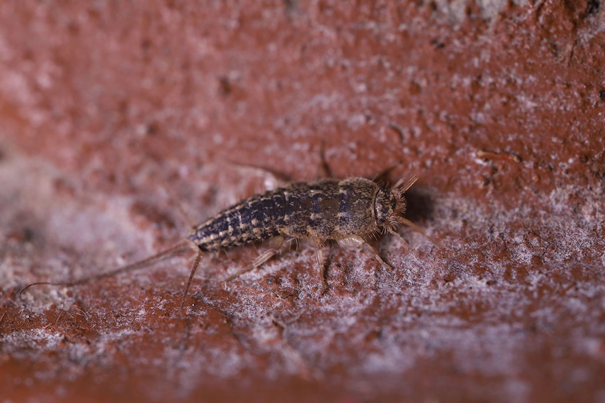 Close-up of a silverfish insect on a surface, commonly found in damp indoor environments