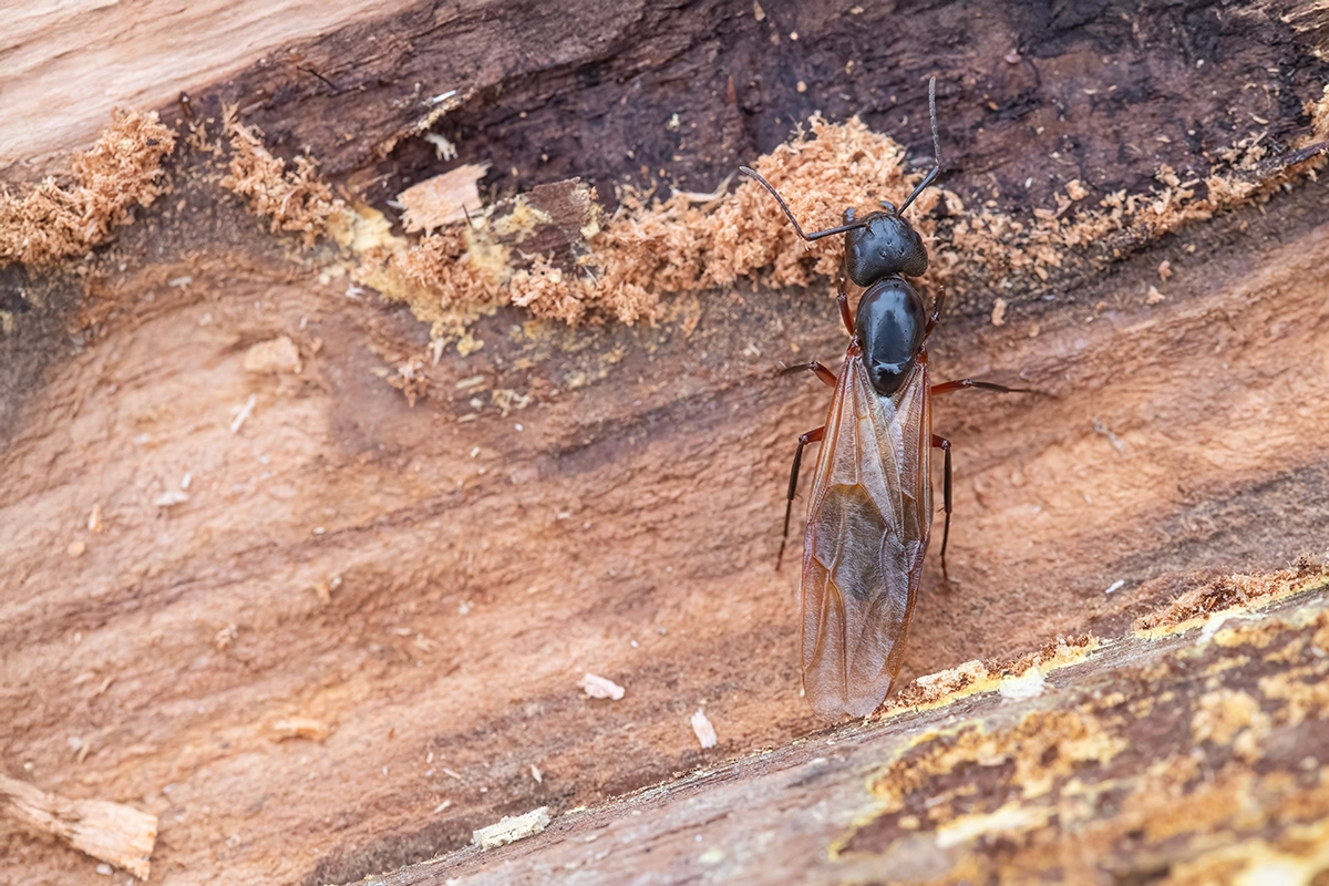 Winged carpenter ant on wood surface, a sign of an active or mature colony nearby
