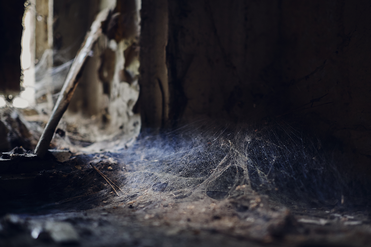 Close-up of dusty spider webs in a dark crawl space.