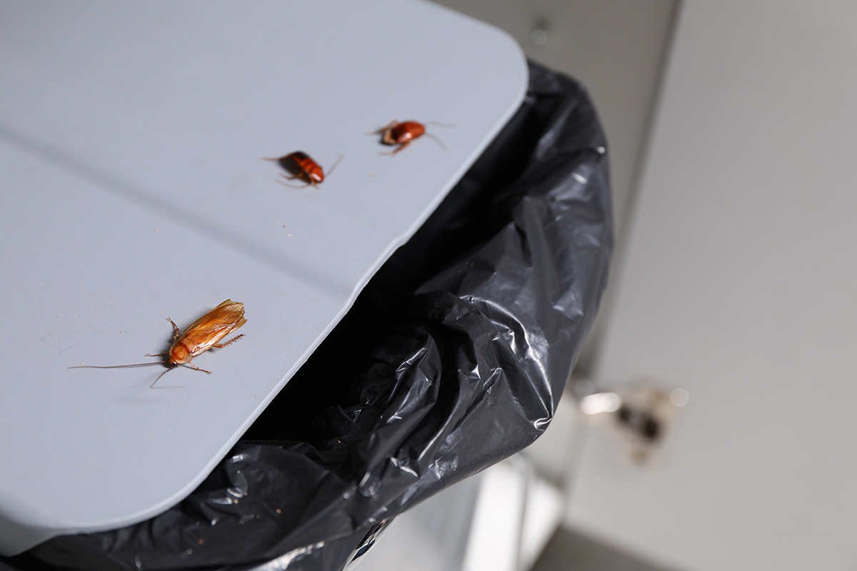 Three cockroaches crawling on the lid of a trash can.