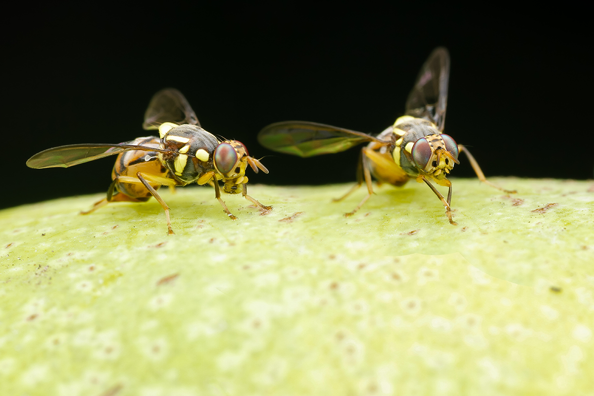 Close-up of fruit flies resting on green fruit.