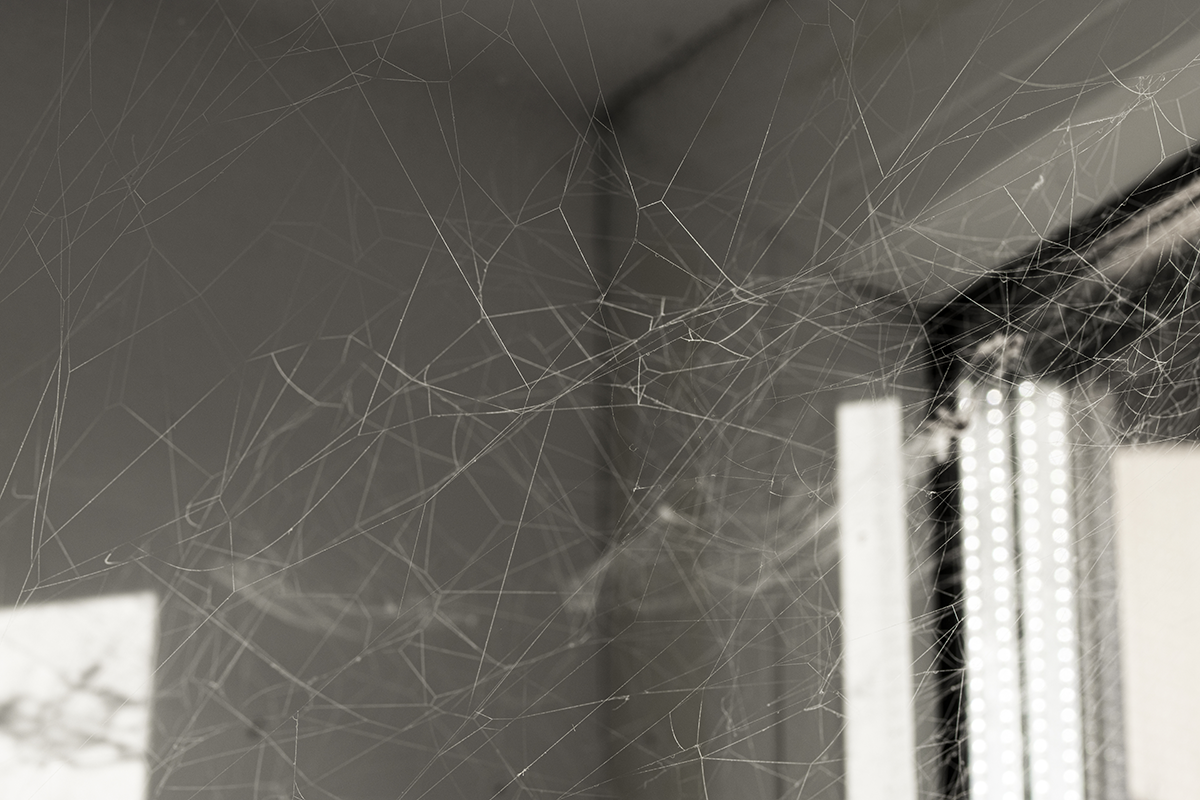 Close-up of dense spider webs stretched across an indoor corner.