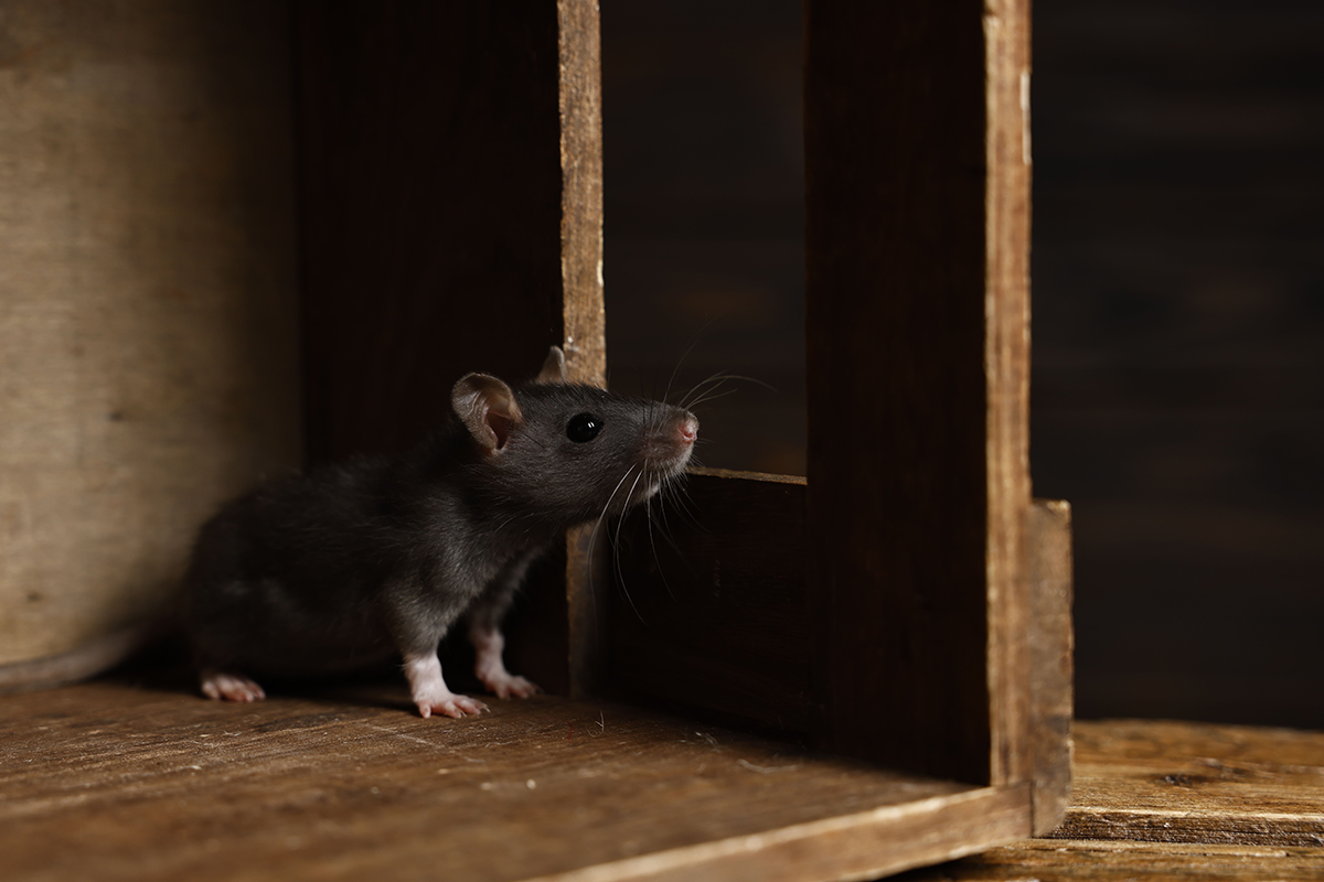Rat peeking out from behind wooden boards in a dark interior space.