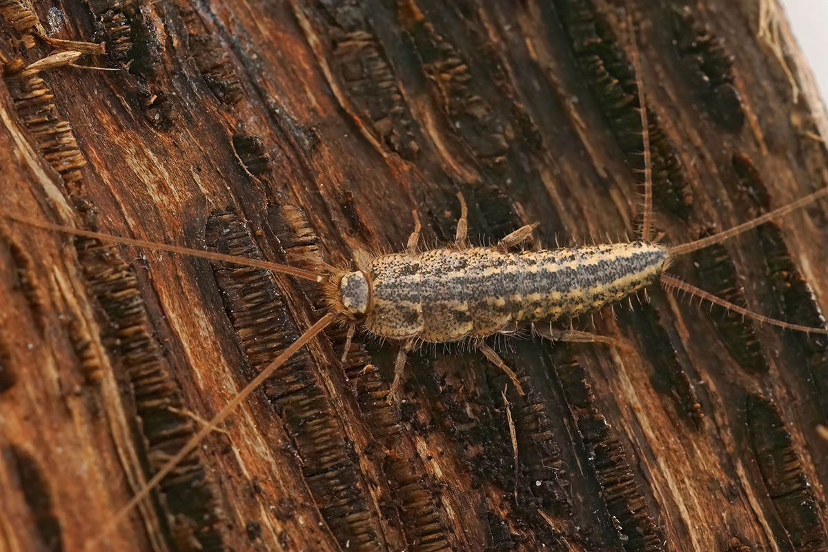 Close-up of a silverfish crawling across rough wood.