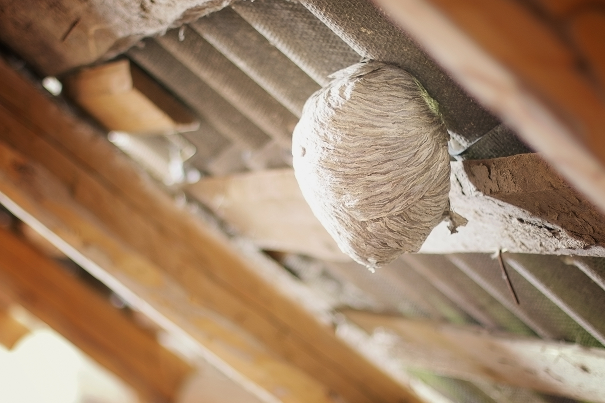 Wasp nest attached beneath wooden rafters.