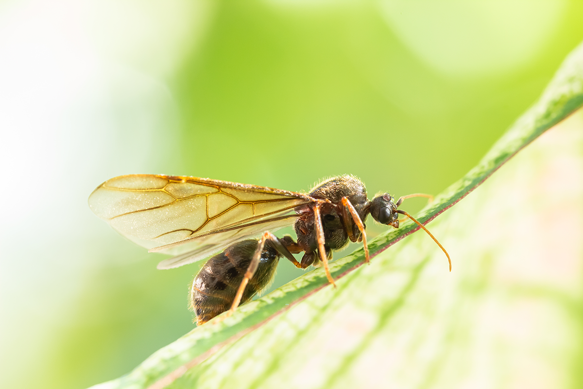 Close-up of a winged carpenter ant standing on a green leaf.